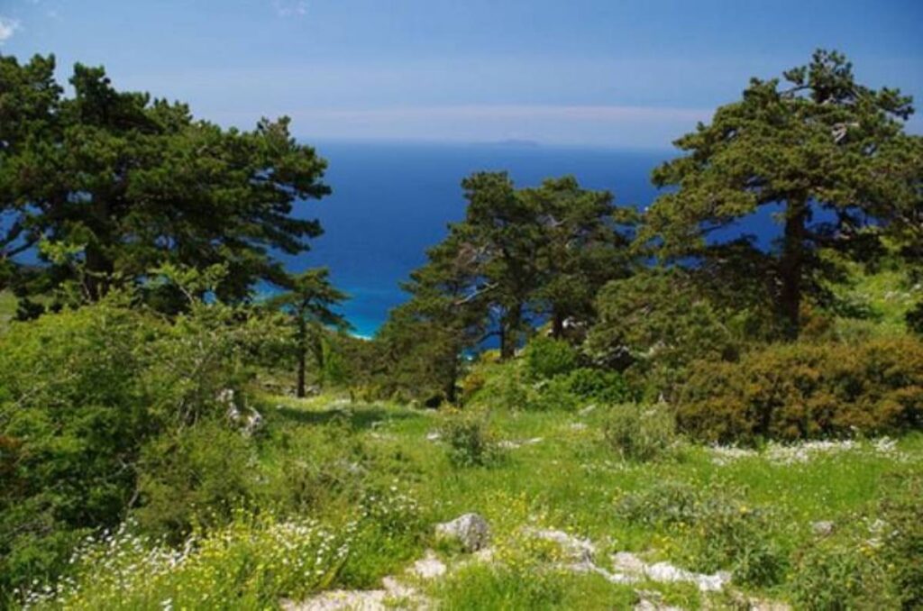 Llogara/ Recepsionisti i një kompleksi turistik gjendet pa shenja jete. Ja dyshimet e policisë Llogara1