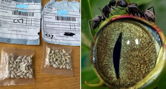 Kina dërgon në SHBA fara misterioze, tmerrohen fermerët farat 700x375 1