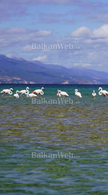 FOTOT/ Ndodh për herë të parë, flamingot shfaqen në Pogradec 3 5 4