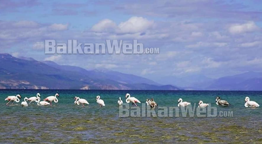 FOTOT/ Ndodh për herë të parë, flamingot shfaqen në Pogradec 2 6 2