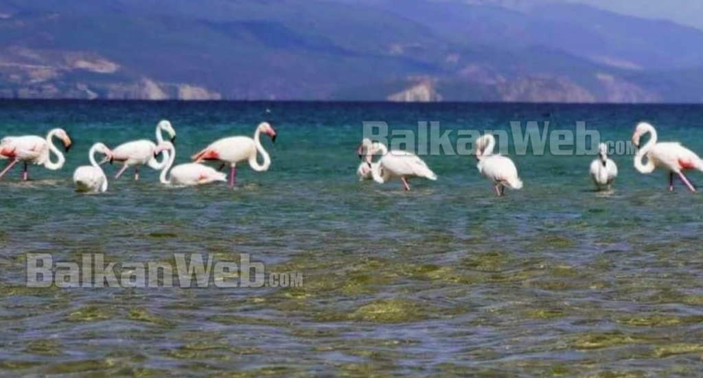 FOTOT/ Ndodh për herë të parë, flamingot shfaqen në Pogradec 1 7