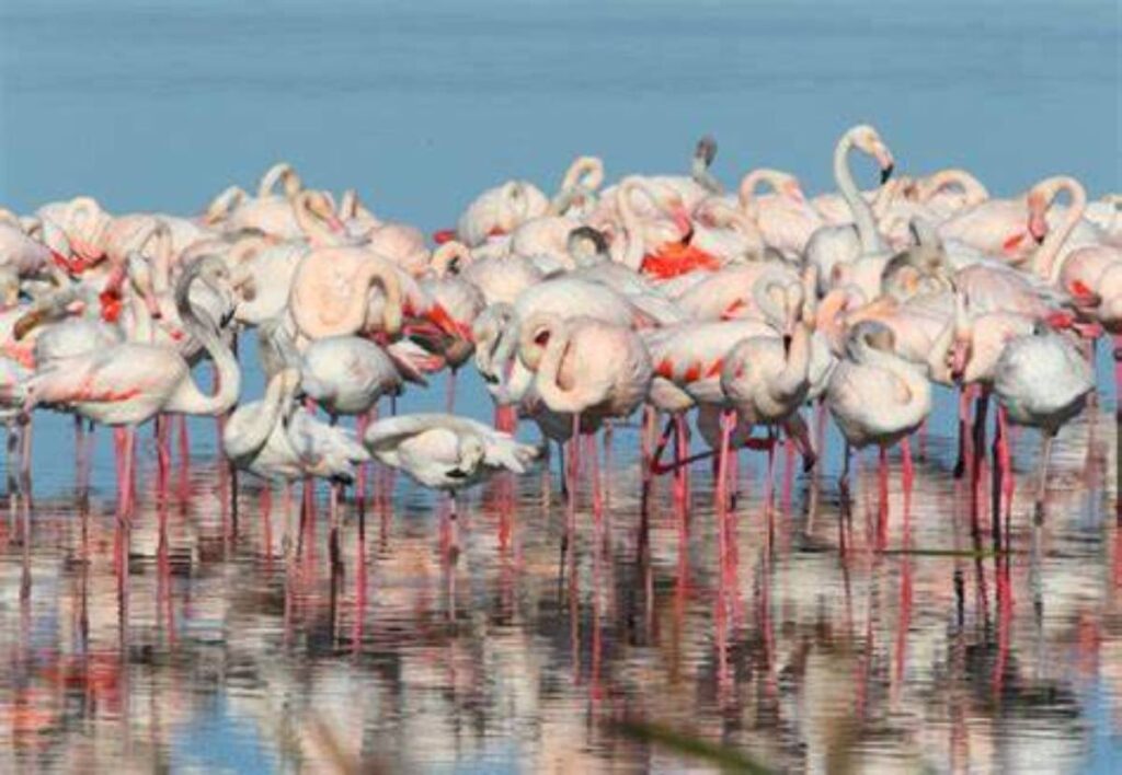 FOTOT/ Ndodh për herë të parë, flamingot shfaqen në Pogradec Flamingo 1