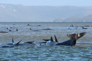 Tazmani/ Qindra balena në breg, ngordhin rreth 90 prej tyre (FOTO) 4 taz5