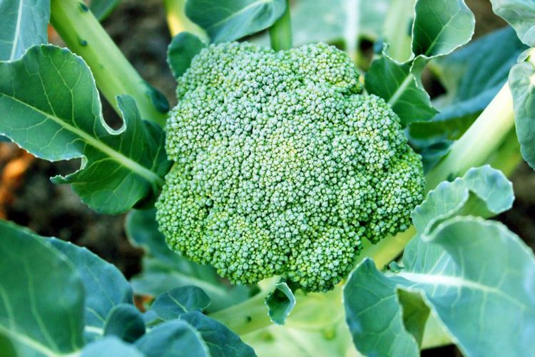 Gjethet e brokolit, barishtet plot vlera që duhet t’i përdorni u1 11
