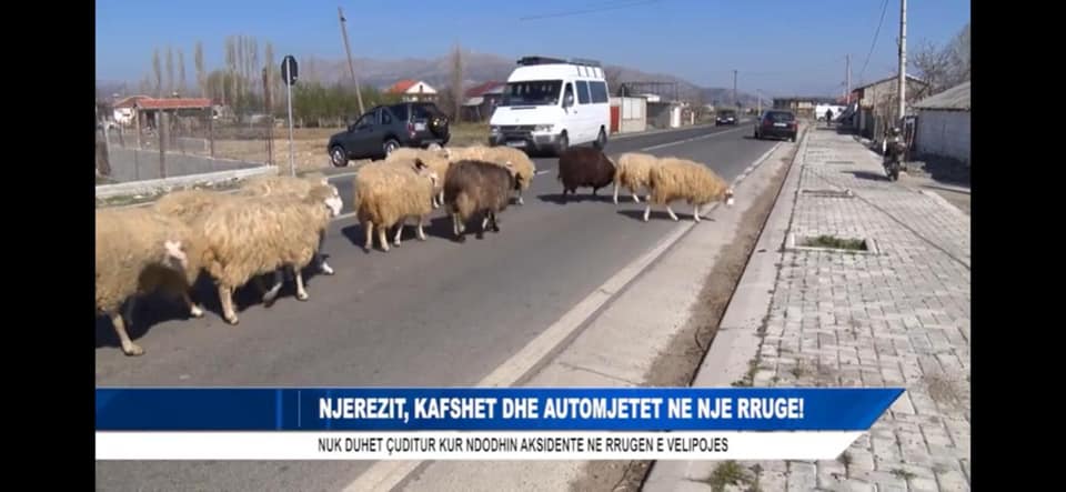 “Asnjë mashtrim nuk e shpëton nga ndëshkimi popullor i 25 prillit”, Voltana Ademi nga karantina publikon fotot e Rrugës së Velipojës: Rama e la përgjysmë 1 Ademi2