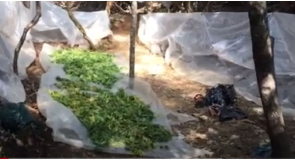 VIDEO / Greqia garanton prodhimin në vend, shqiptarë e grekë bashkë në male për parcelat me hashash Pro 640x348 1