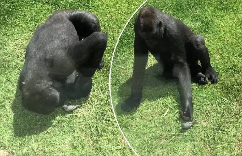 Video/ E mrekullueshme, gorilla miqësore e kopshtit zoologjik, ndihmon zogun e plagosur të fluturojë! Gorrila