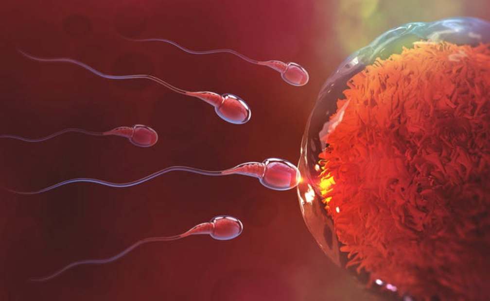 Steriliteti tek femrat: Arsyet pse nuk jeni duke mbetur shtatzënë Sperm