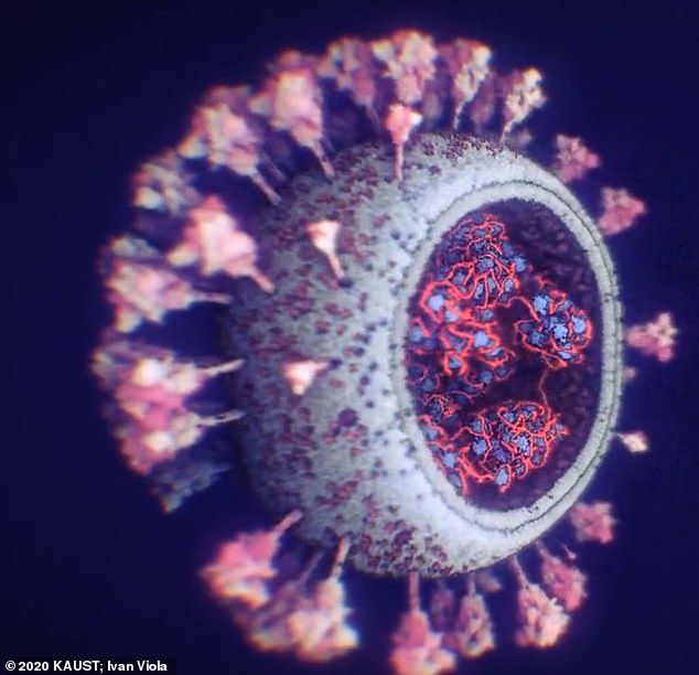 Shkencëtarët e universitetit saudit krijojnë modelin më të detajuar 3D të koronavirusit virus 1