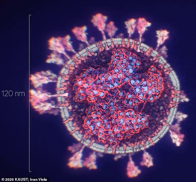 Shkencëtarët e universitetit saudit krijojnë modelin më të detajuar 3D të koronavirusit 2 virus 2