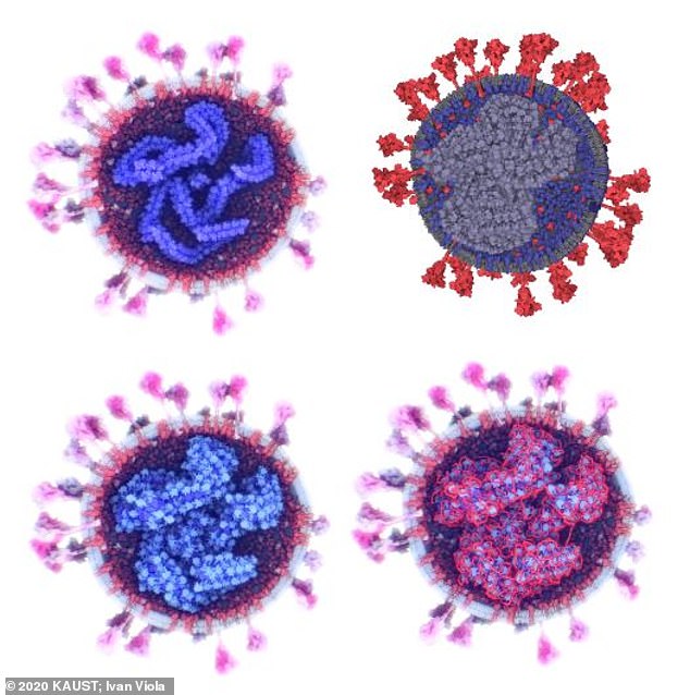Shkencëtarët e universitetit saudit krijojnë modelin më të detajuar 3D të koronavirusit 1 virus 3