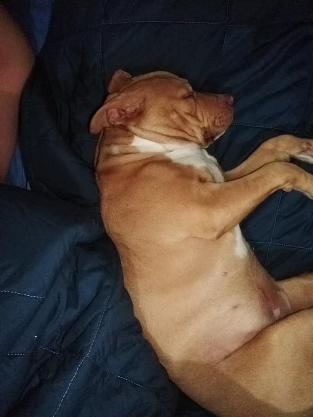 Mbante pitbulla për t’i ruajtur drogën, jeta luksoze e djalit të çiftit Pasho që copëtuan në valixhe 2 640 0 5fdb86de53852