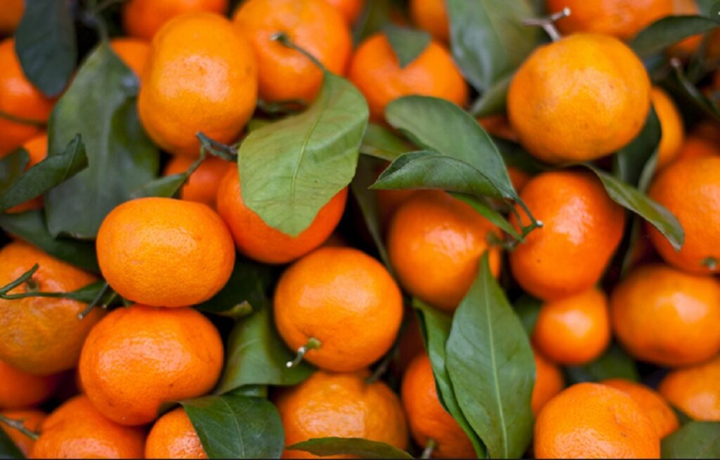 Pandemia përgjysmon eksportin e mandarinës, frutat po kalben në pemë mandarina