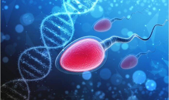 Zbulimi i ri i shkencëtarëve: Covid-19 ndikon në pjellorinë e meshkujve spermatozoid pjellori 696x412 1