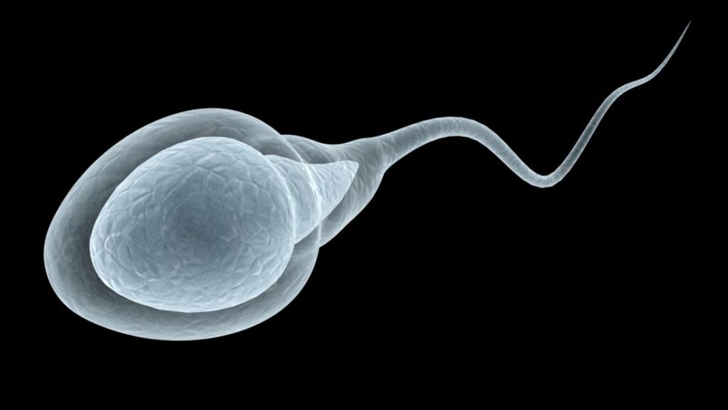 A ndikon Covid-19 te fertiliteti mashkullor? Studiuesit publikojnë dëshmitë e reja sperme