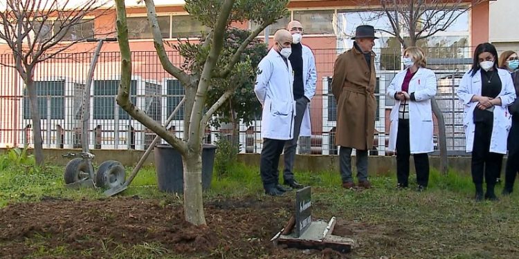 Kolegët mbjellin një pemë ulliri në oborrin e spitalit në nder të Drini Dobit ulliri 750x375 1