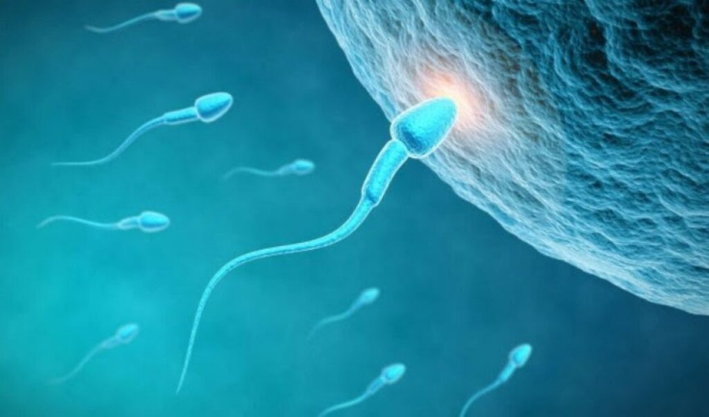 sperma