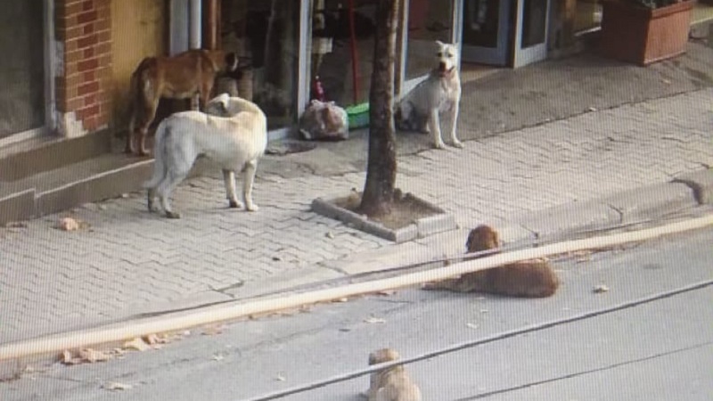 Qentë e rrugës kthehen në tmerr për banorët e Tiranës, 30 ankesa për kafshime në 2 muaj, mes tyre edhe fëmijë qente