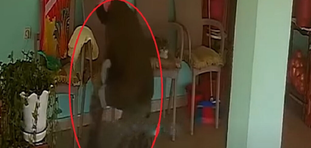 Publikohen pamjet e grabitjes së banesës, autorët me armë vjedhin edhe rrotën e djathit hajduti 1