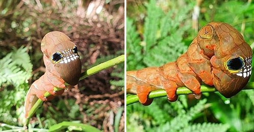 Krimbi i rrallë me ‘fytyrë monstre’ shokon rrjetin në Australi krimbi