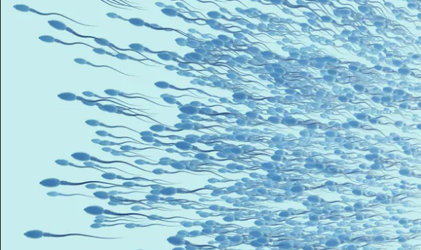Pse është përgjysmuar numri i spermatozoidëve? spermatozoide