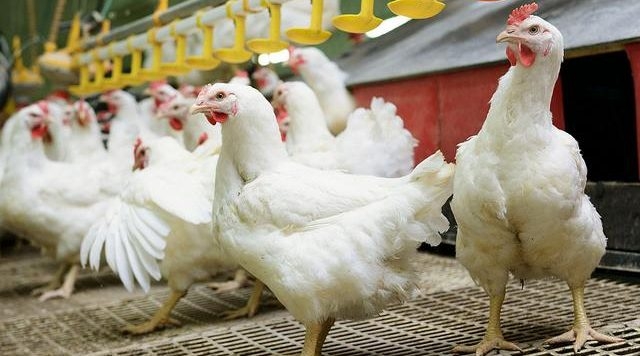 Gripi i shpendëve prek Elbasanin, evidentohet tek 181 shpendë të një ferme bdfgdg