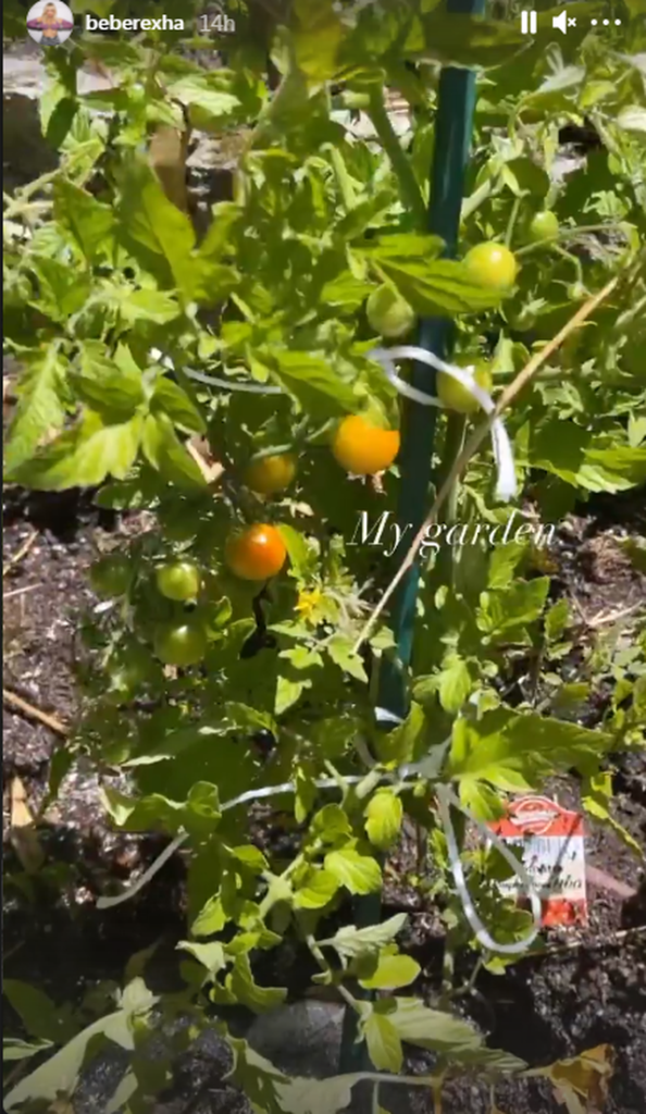 Domate të mbjella në kopsht/ Bebe Rexha tregon momente nga përditshmëria e saj “alla shqiptarçe” (Fotot) 4 be1
