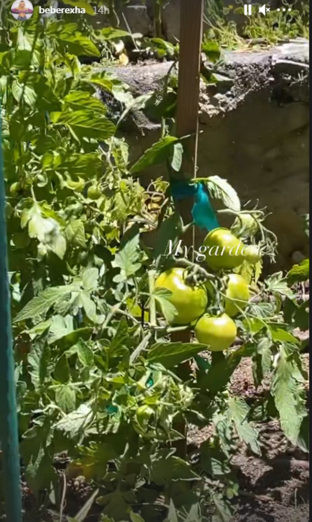 Domate të mbjella në kopsht/ Bebe Rexha tregon momente nga përditshmëria e saj “alla shqiptarçe” (Fotot) 2 be3