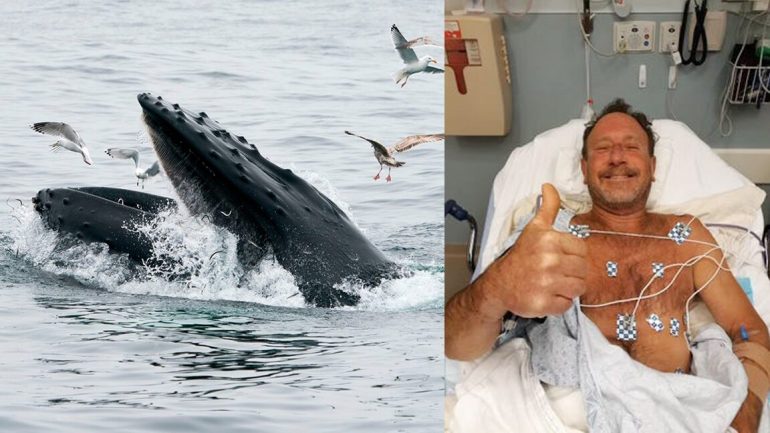 U gëlltit nga balena teksa po notonte, amerikani rrëfen momentet e tmerrit: Ndjeva dhimbje të madhe, ishte errësirë dhe… diver swallowed by whale4 770x433 1