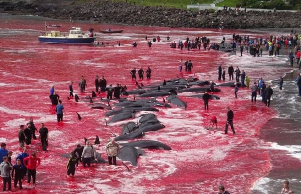 faroe