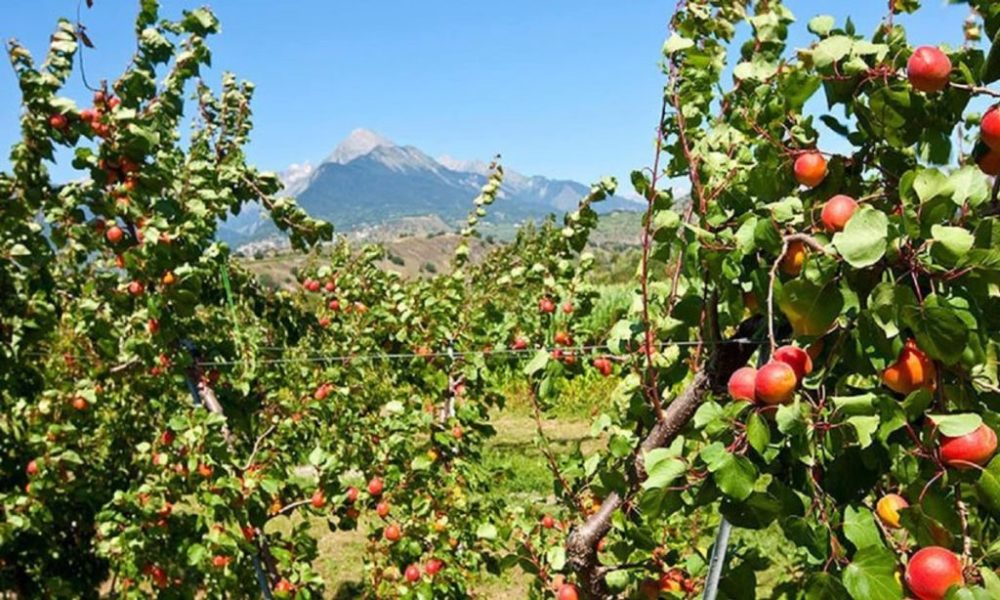 Zvicra, referendum për ndalimin e pesticideve peme 1000x600 1
