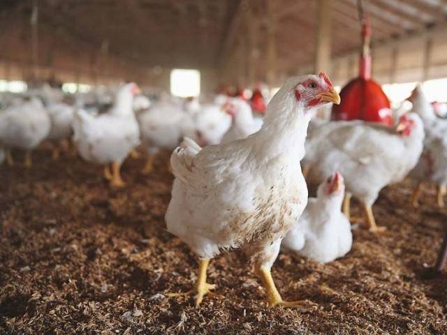 Gripi i shpendëve/ Gjeçi: Situata nën kontroll, njerëzit nuk rrezikojnë të infektohen pulari 640x480 1