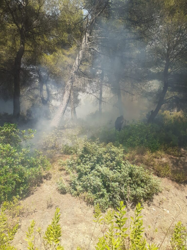 Zjarri përfshin pyllin me pisha në fshatin Gjorgoz të Patosit, era e fortë favorizon flakët 1 1 11