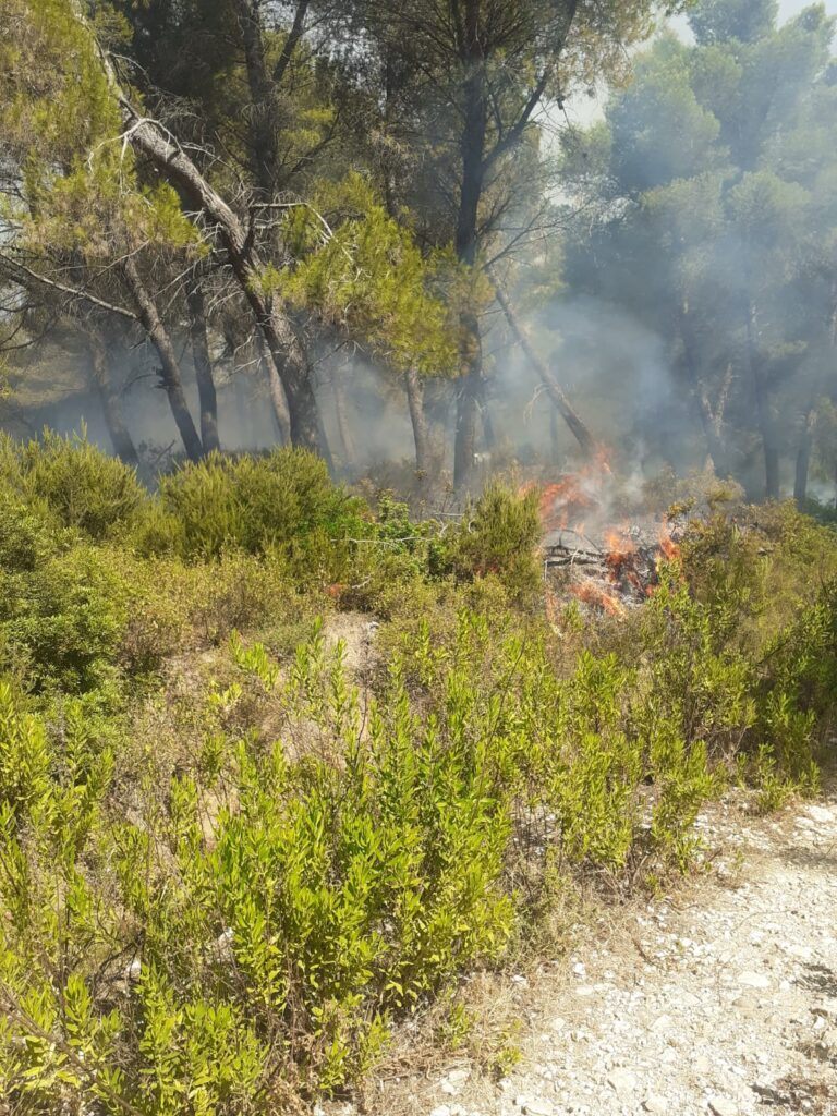 Zjarri përfshin pyllin me pisha në fshatin Gjorgoz të Patosit, era e fortë favorizon flakët 3 1626533023 13