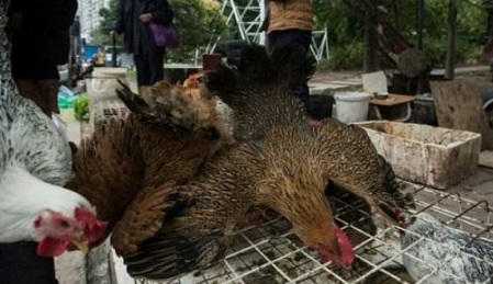 Gripi i shpendëve në Shkodër, asgjësohen 130 krerë gripi shpendeve