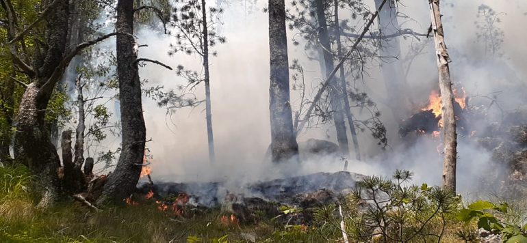 Vijon prej 17 ditësh zjarri në Malin e Tomorrit, drejtori i ADZM: Në flakë 300 ha pyll mali i Tomorrit 3 770x356 1