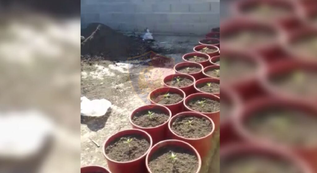 Gjykata liron shqiptarët që u kapën në një fabrikë kanabisi në Skoci vazo lulesh kanabis