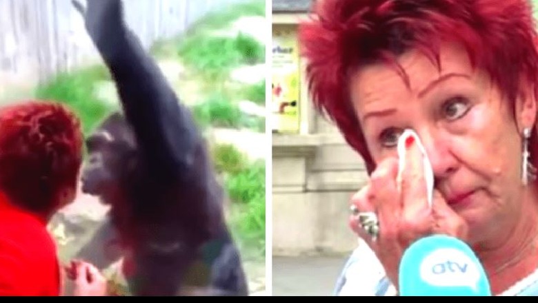 “Unë e dua dhe ai më do”, gruaja dashurohet me një shimpanze, drejtori i kopshtit zoologjik i ndalon takimet Shimpaz e