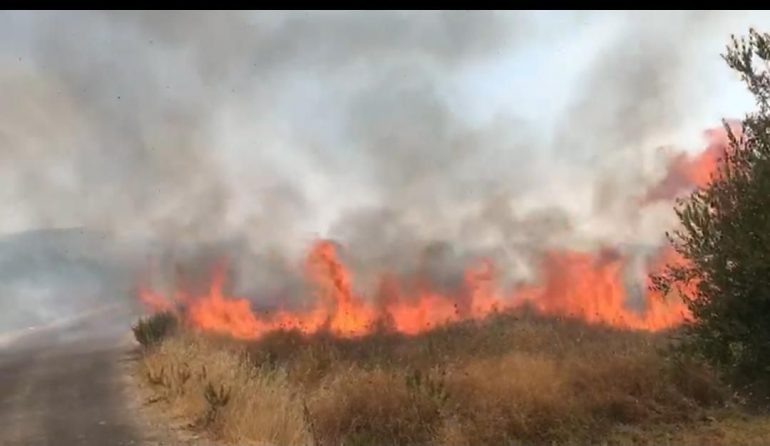 Zjarr në një pus nafte në Patos, marrin flakë ullishtet pranë WhatsApp Image 2021 08 23 at 1.59.40 PM 770x446 1