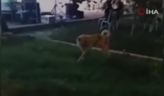 Qeni nis të kërcejë sipas ritmit në dasmën turke ews