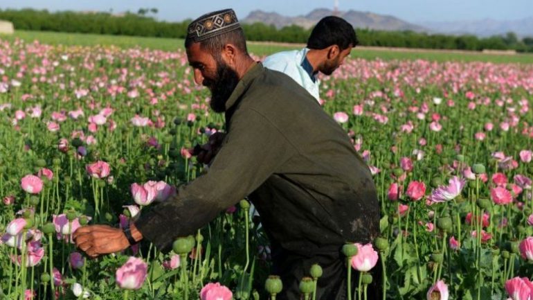 Sa opium prodhohet dhe ku përfundon droga e prodhuar në Afganistan? gggg 1 780x439 1 770x433 1