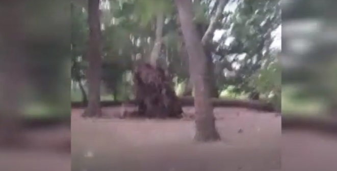 “Çmendet” moti në Pogradec, erërat e forta thyejnë e shkulin pemët pranë liqenit pogradec moti