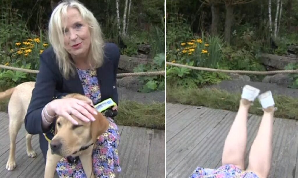 Po jepte parashikimin e motit, qeni tërheq live gazetaren e BBC carol kirkwood