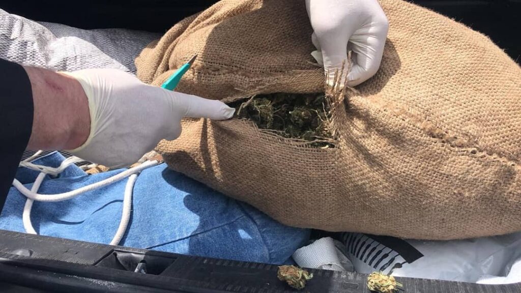 Po përgatisnin kanabisin për tharje, arrestohen 5 persona droge 1