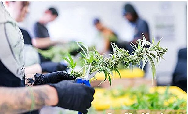 Ndjek shembullin e Kanadasë/ Gjermania drejt legalizimit të kanabisit hashash 1