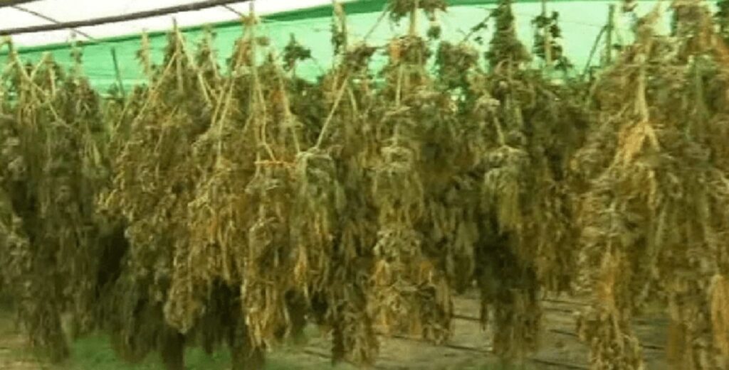 “Mnela”/ E kishin vënë kanabisin për tharje, dy në pranga. Sekuestrohen 7 kg kanabis tharje