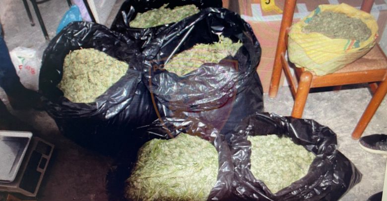 Droga në Lezhë/ Një i arrestuar, shpallen në kërkim dy djemtë e tij kanabisi ne lezhe 780x405 1