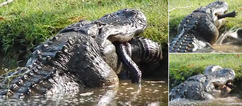 Aligatori gjigant kanibal gëlltit një tjetër nga lloji i vet 1.7 metra të gjatë (video) kro
