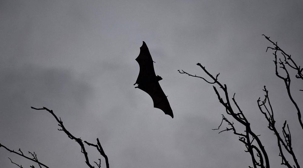 Virusi Nipah, një kërcënim tjetër pandemik. Shkencëtari: Mund të vrasë një në dy veta virusi