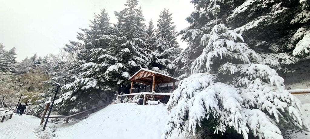 Kartolinë nga Puka, mjellmat notojnë në liqenin e rrethuar nga dëbora! 8 261413084 268845121946992 8327486102609824192 n